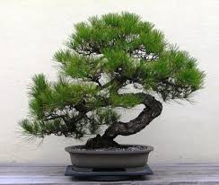 Jenis Jenis Pohon Cemara Yang Bisa Dijadikan Bonsai