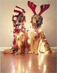 Maybe you would like to learn more about one of these? 20 Fun And Creative Christmas Card Photo Ideas Christmas Dog Cute Animals Cute Dogs