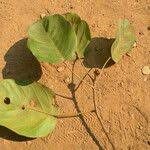 Image result for Baphia bequaertii