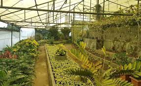 Maybe you would like to learn more about one of these? Pine View Nursery Kalimpong Ho Plant Nurseries In Kalimpong Justdial