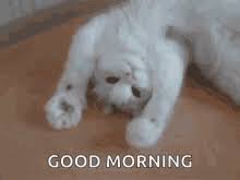 Good Morning Cat Gifs Tenor