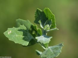 Image result for Chenopodium opulifolium