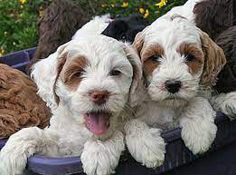 Buy undermount kitchen sinks at decorplanet.com. Labradoodle Puppies For Sale Breeder Oregon Pacific Coast Labradoodle Labradoodle Puppy Labradoodle Puppies For Sale