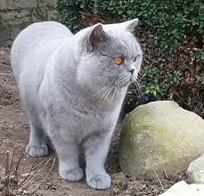 Brits Korthaar Dekkater In Swalmen 1990 Katgezocht Com