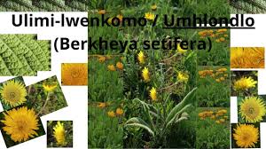 Image result for Berkheya setifera