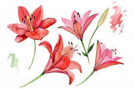 Red Lily Flower Watercolor Png 301370 Illustrations Design Bundles Red Lily Flower Watercolor Flowers Flower Drawing