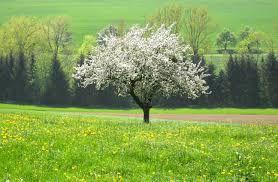 Your plants look great, loaded with healthy leaves and flowers, but there is still no fruit. Quotes About Apple Trees Quotesgram