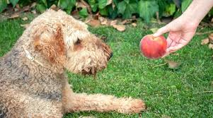 Good news then, your dog can eat pineapples. Can Dogs Eat Peaches Are Peaches Safe For Dogs