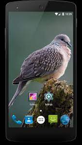 Terkukur walpeper / contact terkukur berapi official on messenger. Tekukur Biasa Wallpaper For Android Apk Download