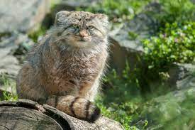 The Pallass cat is one of the most expressive of wild cats