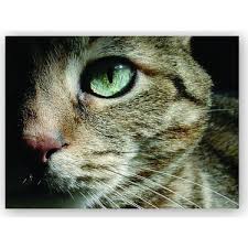 Caka Tablo Ahsap Tablo Yesil Gozlu Kedi Fiyati Taksit Secenekleri