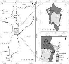 Image result for Deinbollia nyasica