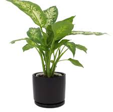 Maybe you would like to learn more about one of these? How To Propagate Dieffenbachia Dumb Cane In Water House Fur
