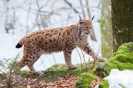 People with lynx totem are very patient. Lynx And Bobcat San Diego Zoo Animals Plants