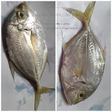 Pemilik akun instagram @ayashf_ tersebut mengungkapkan bahwa ikan cupang yang paling banyak diburu pembeli di indonesia adalah jenis. Amie S Little Kitchen Kenali Pelbagai Jenis Ikan Di Pantai Timur Sabah