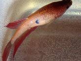 Because siamese fighting fish are for the most part carnivorous surface feeders they naturally feed upon mosquito larvae, insects, crustaceans and zooplankton that. My Betta Fish Is Dying Vang Bettas