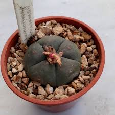 Most cactus encounters aren't quite that harrowing. Pin By Nicholas Froats On Cacti Cactus Seeds Fruit