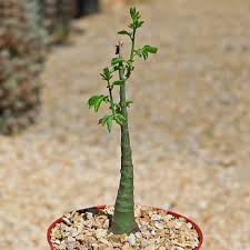 Image result for Adenia gummifera