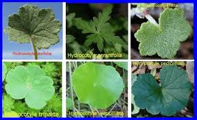 Image result for Isoglossa laxiflora