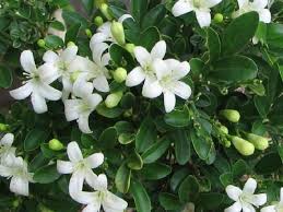 Murraya is a genus of flowering plants in the citrus family, rutaceae. Murraya Paniculata Orange Jasmine Diaco S Garden Nursery