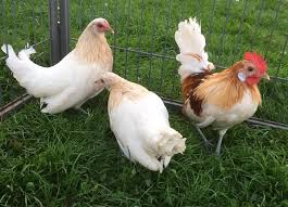 The dutch poultry club first standardized the dutch bantam in 1906, and today their standard recognizes over twenty varieties of the dutch breed. Pages Poultry 2 X Trio S Dutch Bantams Lavender Red Facebook