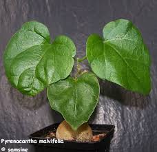 Image result for Pyrenacantha