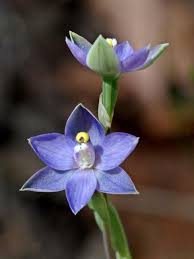 Image result for Lessertia pauciflora