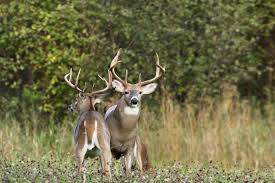 Guide to Ohio Hunting Seasons | HuntWise