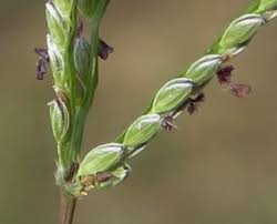 Image result for Digitaria longiflora