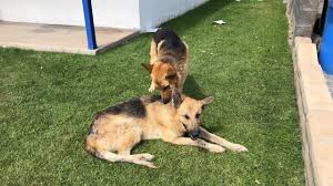 Do you want to adopt a german shepherd puppy? German Shepherds Abandoned Near Phoenix Road Saved By Good Samaritan