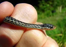 North american common garter snake. Pure Florida Baby Pictures