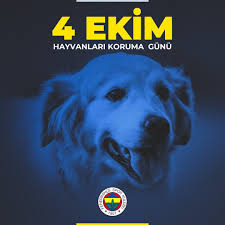 fenerbahce sk on instagram ayni dunyayi paylastigimiz dostlarimizla hayat daha guzel 4ekimhayvanlarikorumagunu fenerbahce sk dogs animals