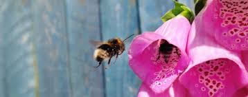 Bumble bees are commonly seen in gardens and parks across manchester and cheshire, especially during the spring and summer months when their nests are at capacity and new generations of eggs and pupae are being fed and raised. Tree Bees Removal J Alvey Pest Control