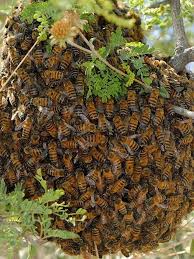 Shohel With Images Bee Keeping