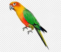 Lovebird konslet adalah lovebird yang memiliki karakter tersendiri dengan kondisi fisik bagus dan mau kerja saat pertama kali gantang langsung gacor. Parrots Of New Guinea Png Images Pngwing