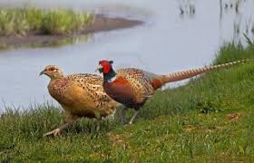 Pin By Mehmet Bicer On Kuslar Birds Norfolk Pheasant Norfolk England