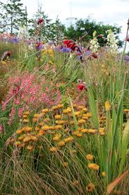 Image result for Haplocarpha scaposa