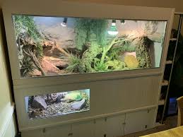 Ackie Monitor Lizard Enclosure Monitor Lizard Reptile Room Reptile Enclosure