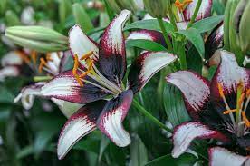 Überall fielen die knospen ab. Blumenportrait Lilien Sorten Pflanzung Und Pflege