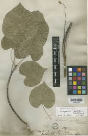 Image result for Hildegardia