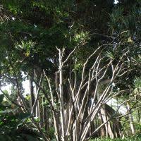 Image result for Pandanus chiliocarpus