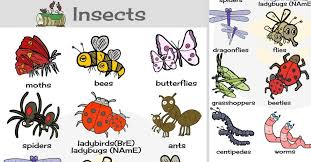 Names Of Insects List Of Insects With Pictures 7 E S L