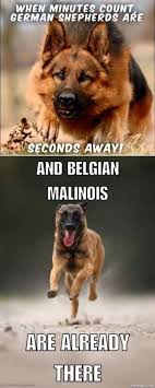 It S So True Probably Because They Are Lighter Weight But Definitely Faster Belgian Malinois Malinois Dog Belgian Malinois Dog
