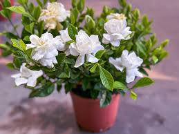 Image result for Gardenia