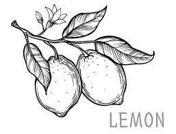 Vintage Lemon Tree Sketch Vector Hand Drawn Illustration Vintage Drawing Tree Sketches Vector Art