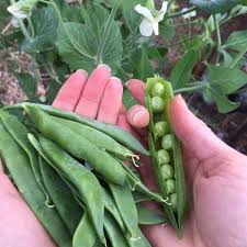 For commercial orchards rates are generally 150 lbs/acre broadcast, 100 How To Supercharge Your Fruit And Veggie Growth Nourishing Pursuits