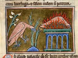 Image result for Phoenix