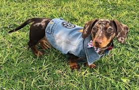 Check spelling or type a new query. Dapple Dachshund The Ultimate Secret Of Dapple Dachshund