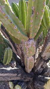 Regardless of how you call it, the plant is one of the largest cacti species and probably within the five most popular. My Peruvian Apple Cactus Started Getting These Lesions On It 2 Years Ago Thoughts About What To Do More Info In Post Succulents