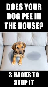 3 Hacks To Stop Your Dog From Peeing In The House Dogs Peeing In House Dog Pee Dog Training